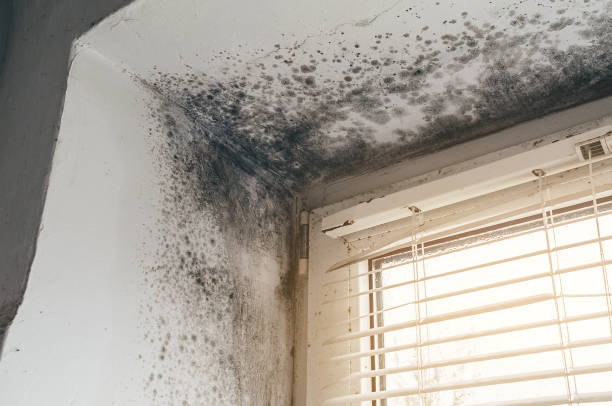 Affordable Mold Cleanup solutions in Clinton, MD